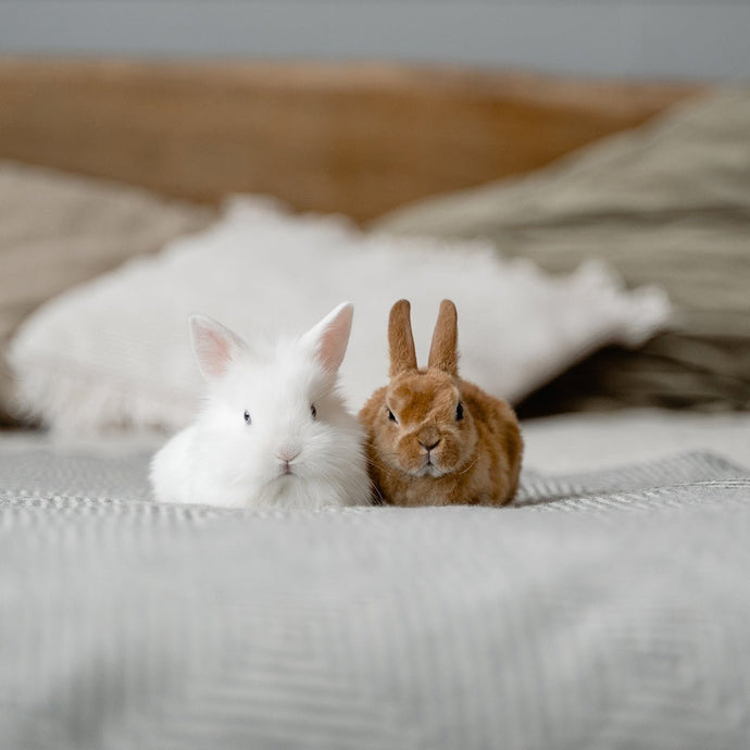 Zéro déchet avec votre animal de compagnie : astuces simples et efficaces